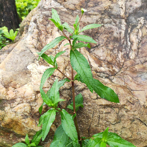 新鲜墨旱莲现采深山旱莲草 墨汁草白花磨琪草500g黑墨草鳢肠草