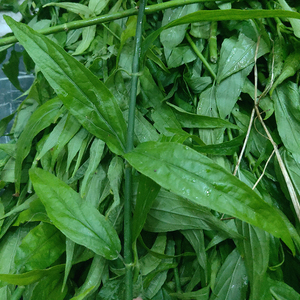 新鲜优盾草忧遁草茶千里追 鳄嘴花 中草药材沙巴蛇草无硫新货干品