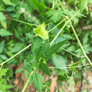 深山倒地铃新鲜三角泡中草药三角藤 假苦瓜500克带藤苦楝无硫干品
