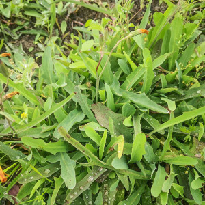 中药材新鲜鸭舌草 潮汕鹅公英 鸭舌红喉痛草假蒲公英剪刀带根现采