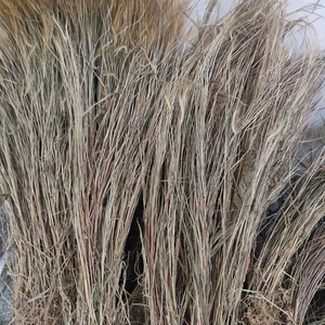 潮汕正品 猫毛草金丝草笔仔草竹篙草中药材 干货500g包邮另售鲜品