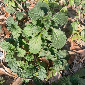 tb9780849587淘宝龙胆草茶中药材500g新货非野生天然农家精选苦胆草