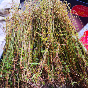 005人付款淘宝新货2024年青草药潮汕优质四叶莲 四合莲 四合梅 天良草