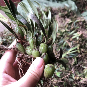 双叶石橄榄新鲜现采包邮另售单叶石仙桃草苗炖煲汤中草药人工种植