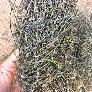 正品纯天然白花蛇舌草 乌骨蛇舌草百花蛇舌草500克可搭半枝莲另售
