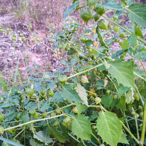 中草药灯笼草新鲜打扑草野生黄姑娘果炮仔草采摘500g包邮干品另售