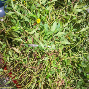 潮汕青草药黄花磨奇草新鲜黄花蟛蜞菊中草药黄花磨其草旱莲草现采
