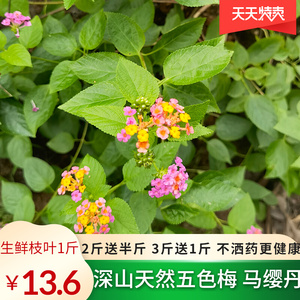 五色梅草药