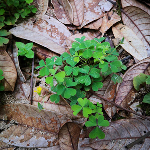 现挖中药材 纯天然新鲜黄花酢浆草 酸浆草 酸酸草现采包邮 盐酸鸡