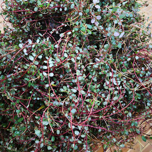 纯天然新鲜地锦草 奶浆草 小飞杨草 铺地红 血见愁 愁奶汁500克