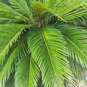 中药材铁树叶500g整枝铁树叶子辟火蕉铁连草铁莲草另售白花蛇舌草