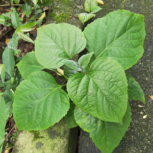 深山新鲜过墙风 潮汕草药龙船花根臭茉莉臭牡丹臭黄根枝叶整棵1斤