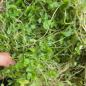 纯天然新鲜遍地锦 农家天胡荽 满天星 破铜钱 步地锦中草药 干品
