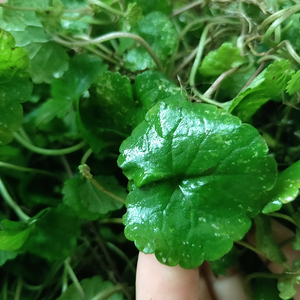 透骨消草药什么效果图片