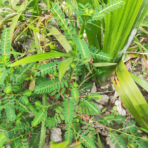 深山新鲜叶下珠 珍珠草假油甘 油甘草凉茶现采包邮珠仔草无硫干品