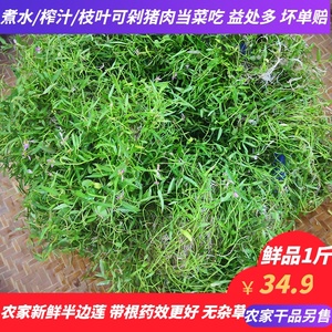 新鲜野生半边莲蛇利草细米草蛇舌草鱼尾花现挖带根半边菊500g包邮