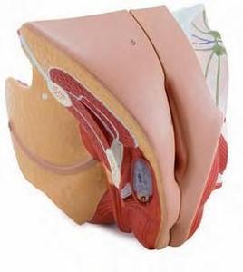 女性生殖器官解剖模型 计划生育用品