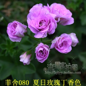 天竺葵花苗夏日玫瑰