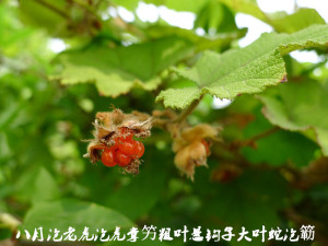 野生中药材八月泡老虎泡虎掌竻粗叶悬钩子大叶蛇泡簕干品切片纯根