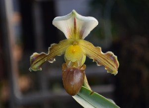 陈莲兜兰paph tranlimianum|2苗|绿叶连苗品种