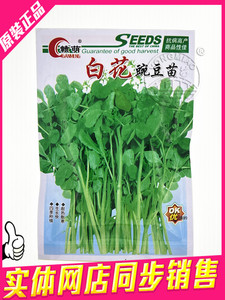 小包无须豆苗种子 芽豆苗 芽菜 蔬菜种子 阳台蔬菜种子 20g
