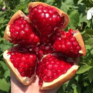 云南大理宾川软子甜石榴 鲜甜多汁 现摘现发 顺丰包邮