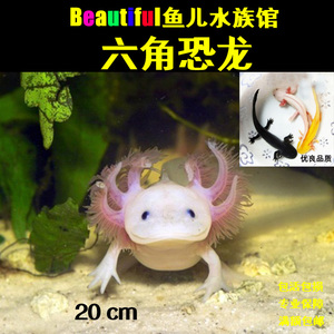 六角龙鱼