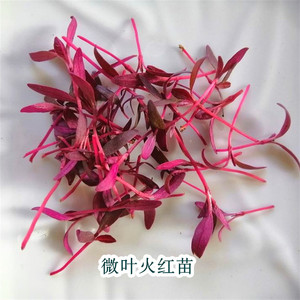 火红苗种子斯卡纳苗新鲜安曼红苗菜西餐摆盘装饰微型蔬菜芽苗种籽