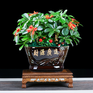 七叶莲盆栽生肖虎植物四季绿植室内客厅老桩盆景招财鸭脚木吸甲醛