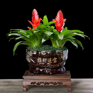 招财手鸿运当头盆栽办公室内净化空气好养花卉植物四季开花红玉扇