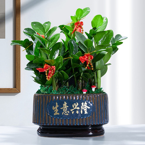 室内盆栽植物金钱树