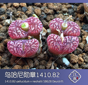 肉锥 2021新种子 鸟哈尼 勋章1410.82 种子 多肉依旧江南