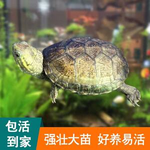 宠物龟活体头盔蛋龟东方泥龟冷水龟观赏龟好看鱼缸伴侣_阿里巴巴找货
