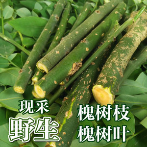 99农家春旗舰店天猫仿真槐树叶过胶槐枝叶人造国槐