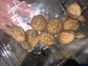 迷你乌龟活体虎纹蛋龟苗,连纹虎纹蛋龟苗乌龟