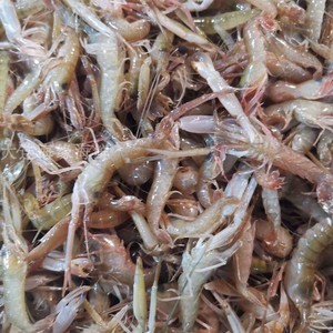 大连海鲜 鲜活夹板虾500g嘎嘣虾新鲜嘎巴虾鼓虾呛虾 小海鲜下酒菜