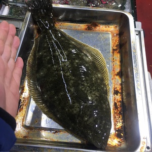 大连渤海鲜活鸦片鱼一条拍2斤 活偏口鱼 活比目鱼 鲜活牙片鱼