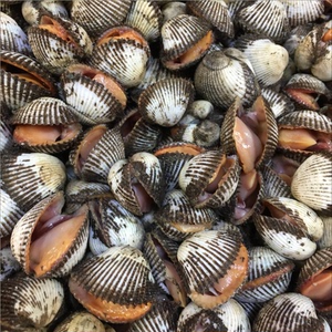 大连渤海特产新鲜小血蚶 小毛蚶500g 鲜活泥蚶 毛蛤蜊 酒店饭店用