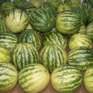 兰州籽瓜甘肃特产新品种大变小子瓜水果非大板黑瓜子两个16斤包邮