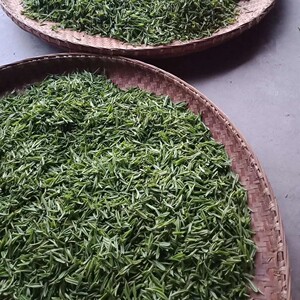 2021年新茶东至云尖马坑野生茶源口茶叶农户直销样品专拍