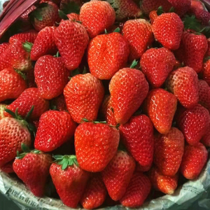 【南京江宁众彩发货】只卖南京本地一盆5斤红颜奶油草莓