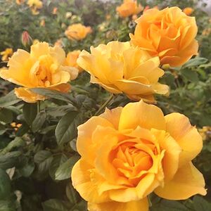 黄从容 阳台盆栽月季庭院地栽耐寒耐旱抗病勤花切花玫瑰分枝性好