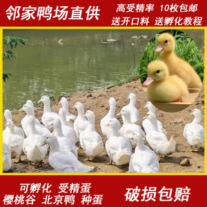正宗樱桃谷种蛋北京鸭大白鸭受精蛋可孵化小黄鸭旱鸭肉鸭非柯尔鸭