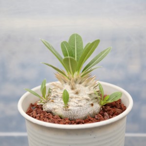 象牙玉 象芽玉 精品块根 多肉植物 一物一拍 包邮 小苏多肉