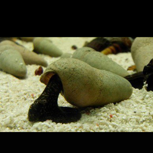 水族巧克力苏螺活草缸清洁观赏淡水水底生物除藻工具螺路损包赔