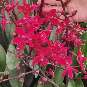 【肾兰花】肾兰花品牌,价格 - 阿里巴巴