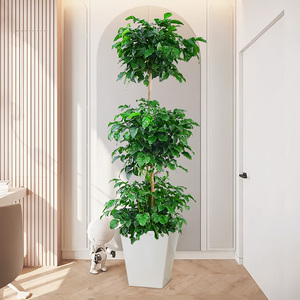 三层幸福树绿宝大型绿植网红盆栽造型室内客厅办公室招财植物北京