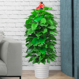 大叶绿萝大盆1.7米绿箩绿植大型植物室内吸甲醛盆栽萝绿客厅北京