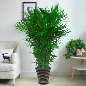 夏威夷椰子大型竹子盆栽花卉植物室内绿植办公室客厅落地真花北京