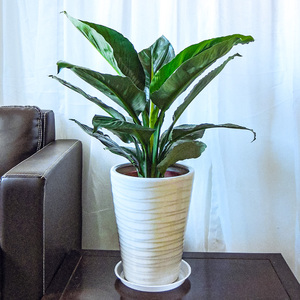 绿巨人一帆风顺万年青中型绿植盆栽花卉植物桌面创意除甲醛净化